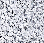 11/0 Semi-Frosted Crystal AB Miyuki Seed Bead (250 Gm) #131SFR