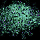 8/0 Silver Lined Crystal/Celadon Glow in the Dark Toho Seed Bead #JZP004