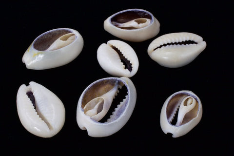 Cut Cowrie Shell Mix-General Bead