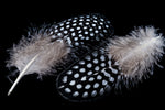 5” Spotted Guinea Fowl Feather (2 Pcs) #FEA003-General Bead
