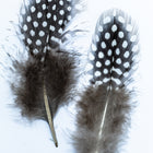 5” Spotted Guinea Fowl Feather (2 Pcs) #FEA003-General Bead