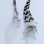 6" Brown Striped Hackle Feather (2 Pcs) #FEA008-General Bead