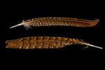 6" Brown and Black Stripe Pheasant Tail Feather (2 Pcs) #FEA013-General Bead