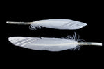 6" White Duck/Goose Feather with Silver Chevron (2 Pcs) #FEA016-General Bead