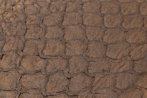 Fish Leather- Glossy Chestnut #FSHG-CH