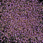 15/0 Lined Champagne/Mauve Japanese Seed Bead-General Bead