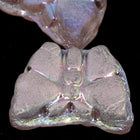 8mm Matte Light Amethyst Glass Butterfly-General Bead