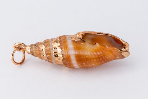 30mm Cerith Shell with Gold Accents #SHELL 4-General Bead