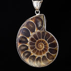 30mm-40mm Ammonite Fossil with Silver Accents #SHELL 7-General Bead