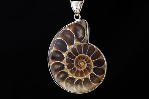 30mm-40mm Ammonite Fossil with Silver Accents #SHELL 7-General Bead