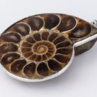 30mm-40mm Ammonite Fossil with Silver Accents #SHELL 7-General Bead