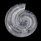 37mm Clear Spiral Cabochon #UP328-General Bead