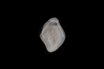 12mm Beige/Opal White Curved Leaf Bead (7 Pcs) #UPG158