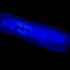 8mm x 28mm Vintage Venetian Matte Gold Lined Cobalt Twist Bead #XVB005-General Bead