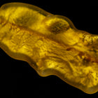 35mm x 20mm Vintage Venetian Gold Foil Matte Crystal Bead #XVB013-General Bead