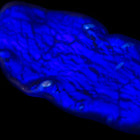 35mm x 20mm Vintage Venetian Silver Foil Matte Cobalt Bead #XVB016-General Bead